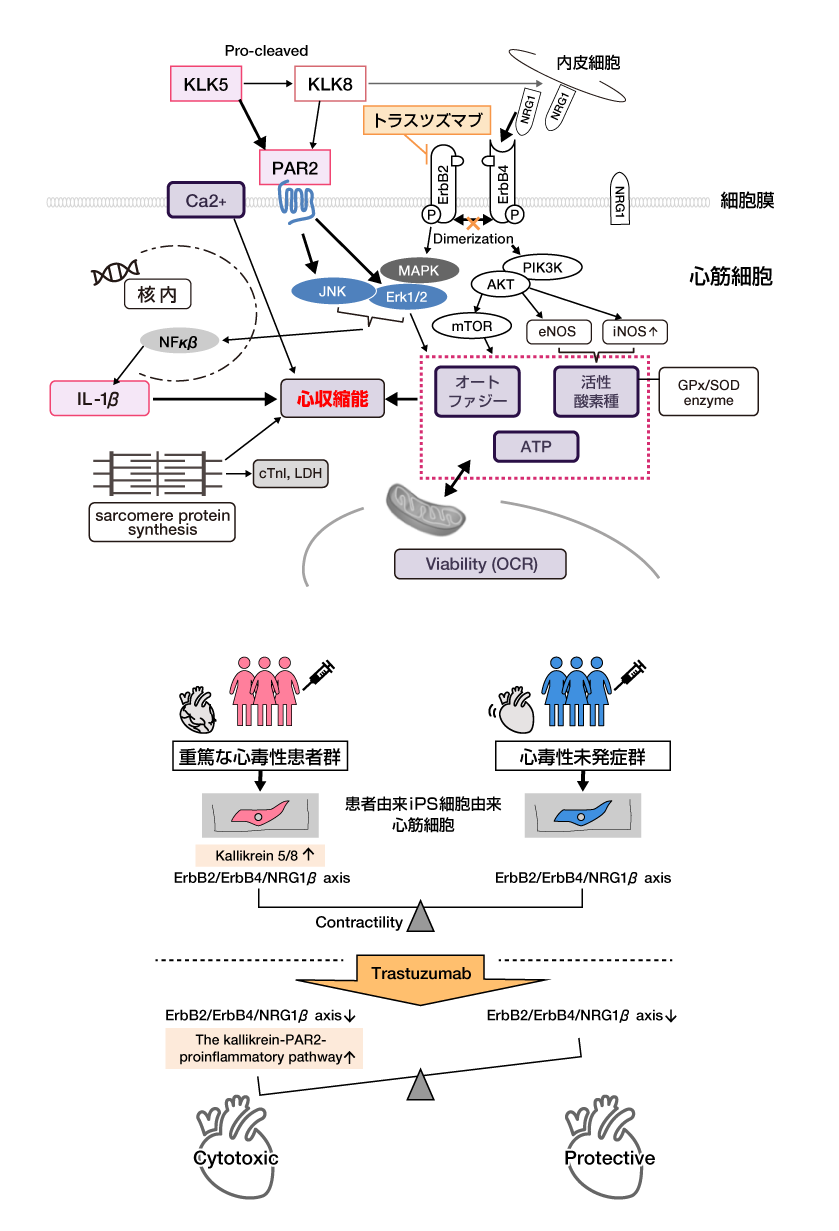 推察されるトラスツズマブ心毒性の発生機序